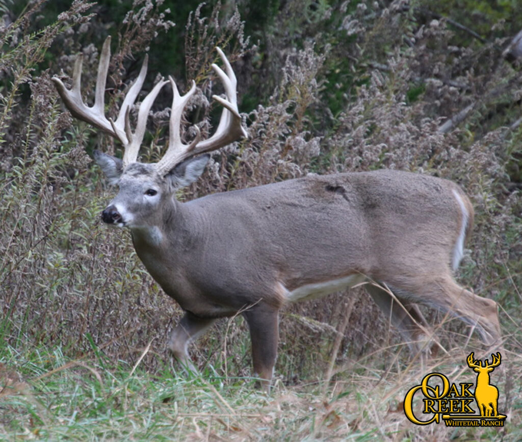 in this photo, a massive whitetail buck is walking along the edge of a crp field