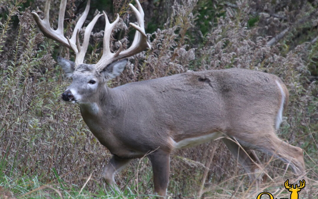 in this photo, a massive whitetail buck is walking along the edge of a crp field