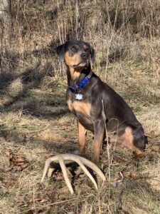 Ace the Blood Tracking Dog found a whitetail deer shed. He is sitting posing with it.