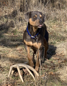 Ace the blood tracking dog finds a big whitetail shed.
