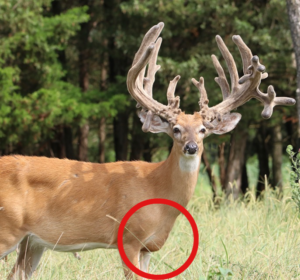 in this photo, we show the chest on one of the mature bucks at Oak Creek.