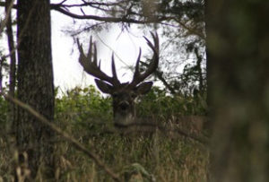 Whitetail Deer Hunting Trips Create Memories that Last a Lifetime