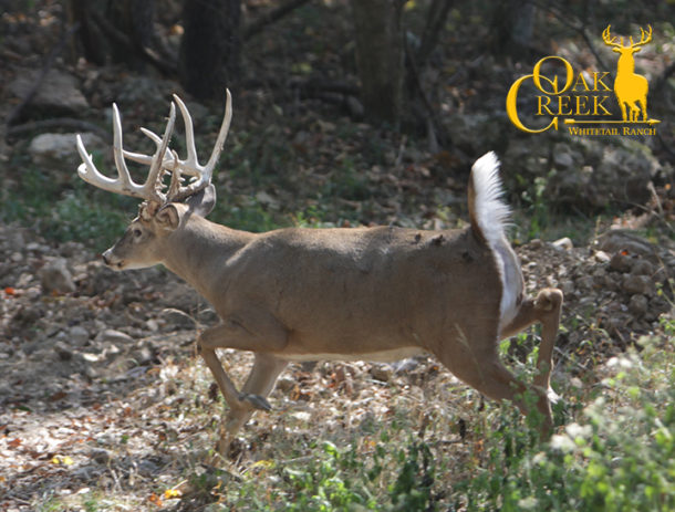 Hunt Trophy Northern Whitetail Deer At Oak Creek Whitetail Ranch In MO