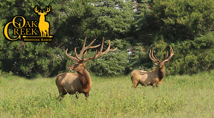 Whitetail deer hunts and outfitters. Oakc Creek, MO