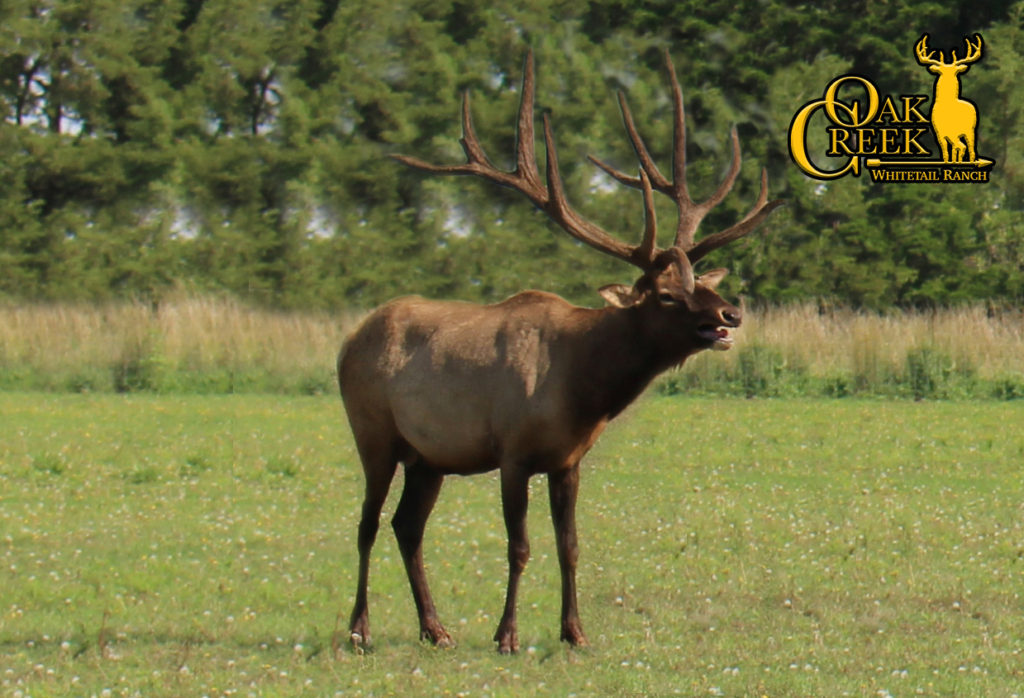 elk trophy hunts