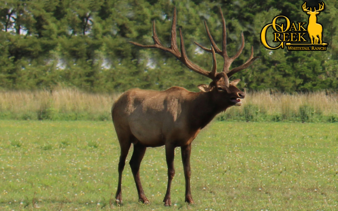 How Oak Creek’s Conservation Efforts Are Creating the Best Trophy Elk Hunts