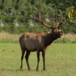 elk trophy hunts