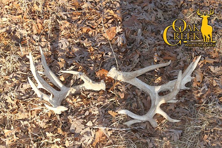 Shed Hunting Tips and Tricks from Oak Creek