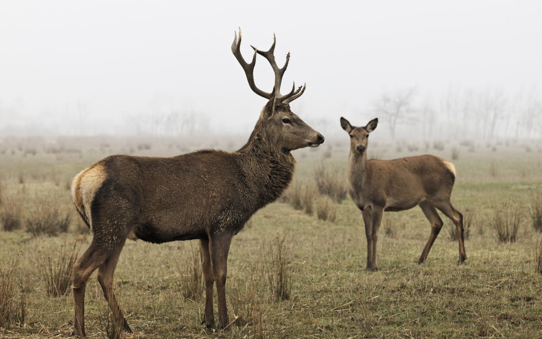 Fun Facts You May Not Know About Deer