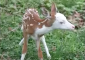 piebald whitetail fawn