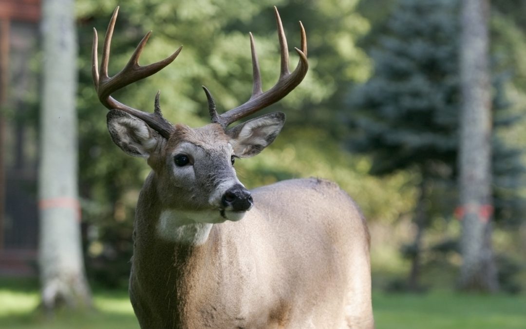 Teaching your Child How to Hunt Whitetail Deer