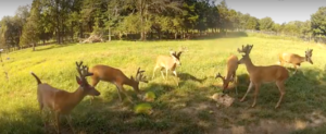 big whitetail of oak creek