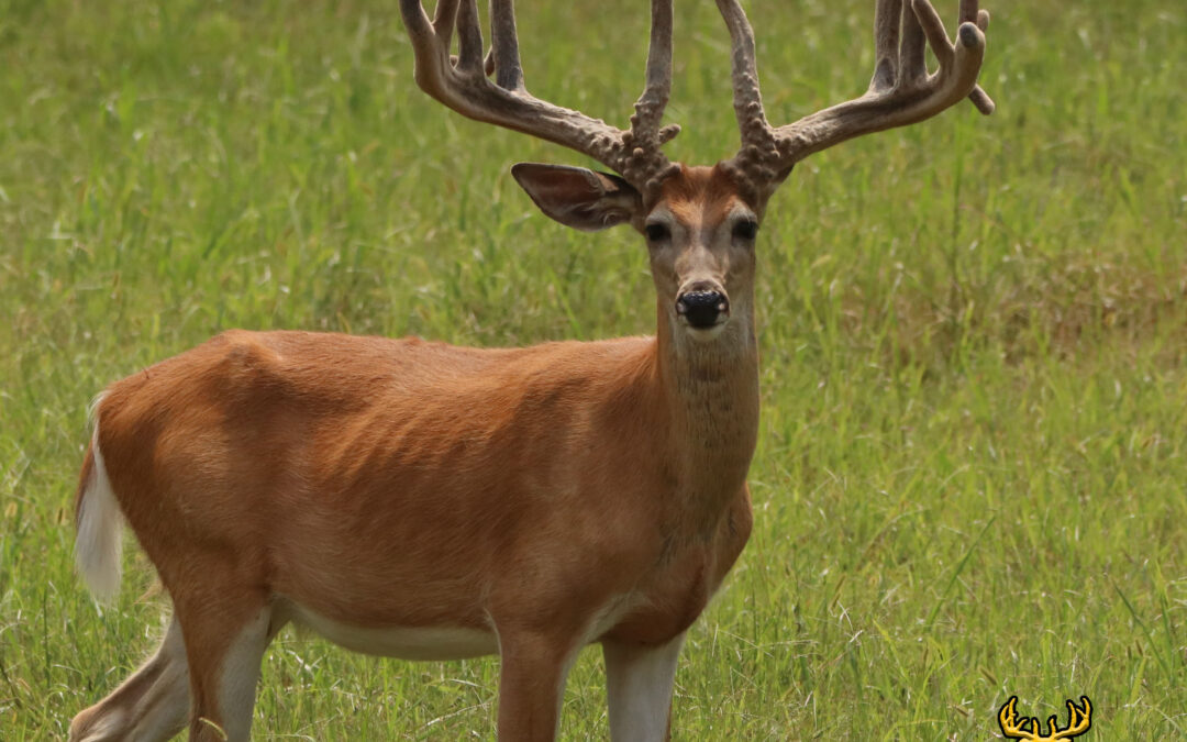 2018 Oak Creek Trail Cam Photos