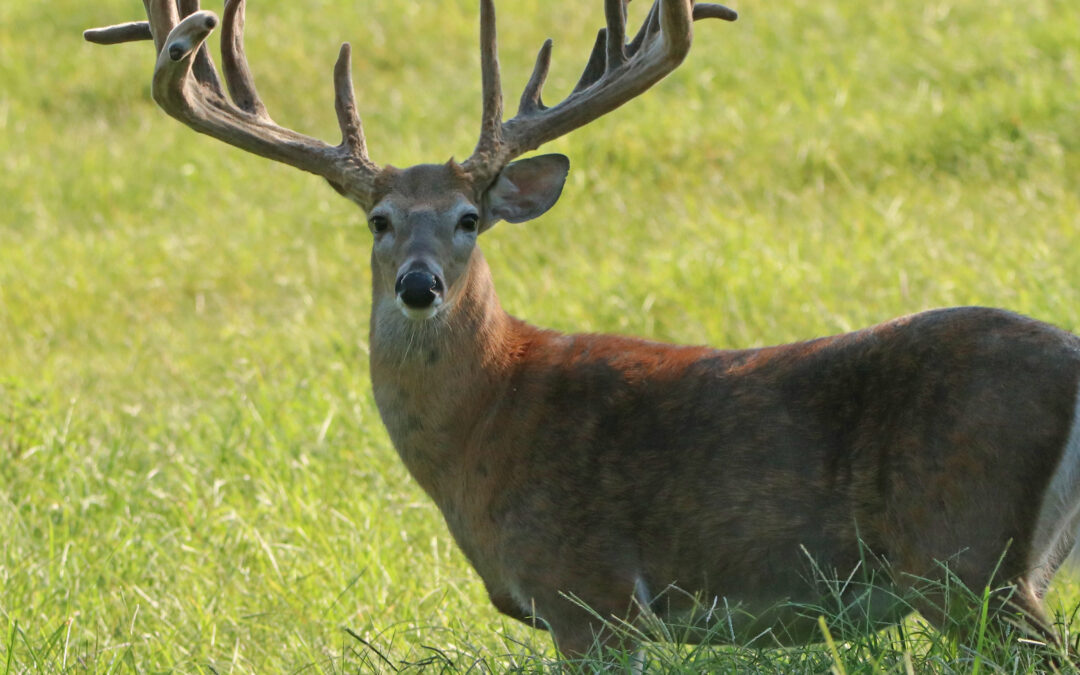 2022 Oak Creek Whitetail Ranch Trail Cam Photos