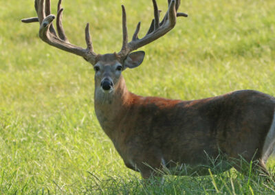 2022 Oak Creek Whitetail Ranch Trail Cam Photos