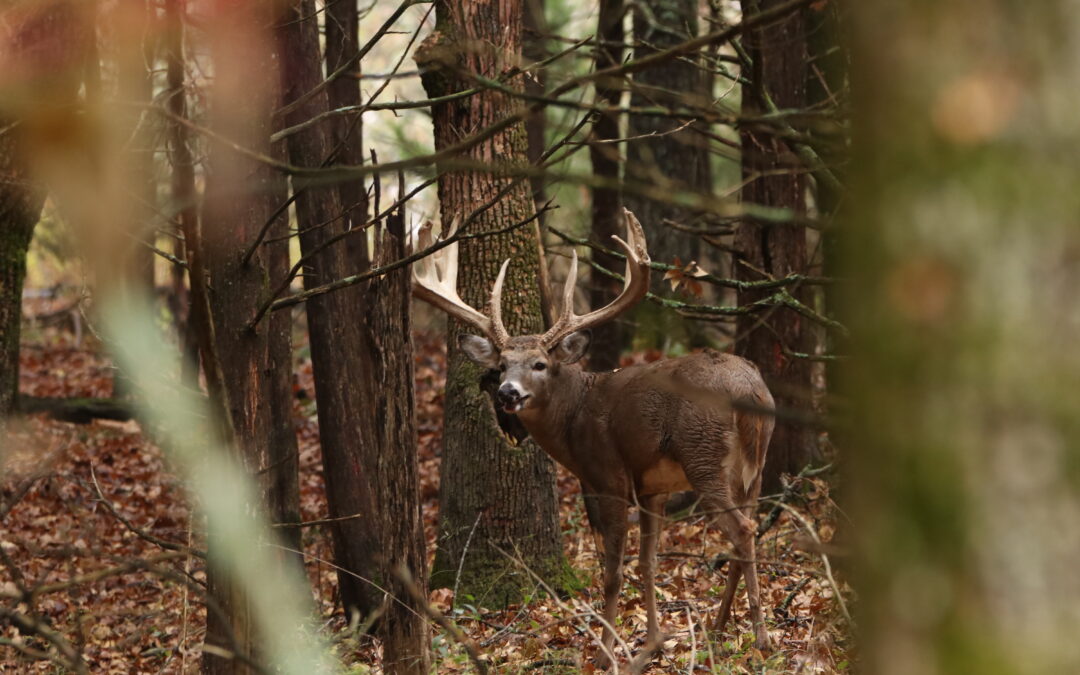 What is the Rut?