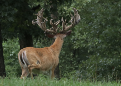 Giant non-typical whitetail buck at Oak Creek Whitetail Ranch