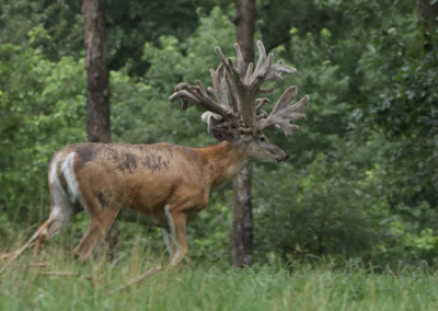 Giant non-typical whitetail buck at Oak Creek Whitetail Ranch