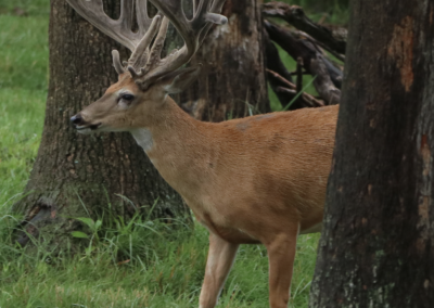 Giant non-typical whitetail buck at Oak Creek Whitetail Ranch