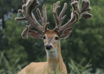 Giant non-typical whitetail buck at Oak Creek Whitetail Ranch