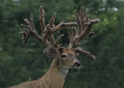 Giant non-typical whitetail buck at Oak Creek Whitetail Ranch