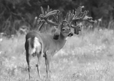 Giant non-typical whitetail buck at Oak Creek Whitetail Ranch