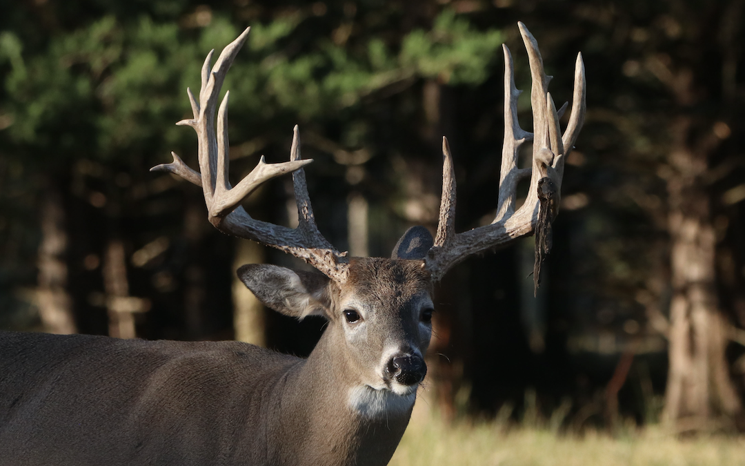 2023 Trail Cam Photos from Oak Creek Whitetail Ranch