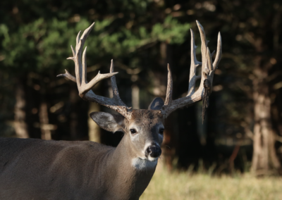 2023 Trail Cam Photos from Oak Creek Whitetail Ranch