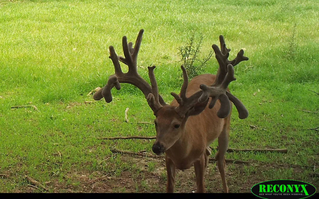 Fun with Game Cameras