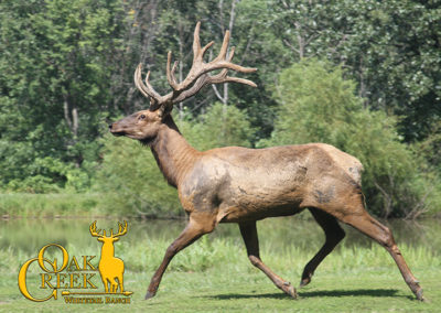 Oak Creek Elk Trail Cam