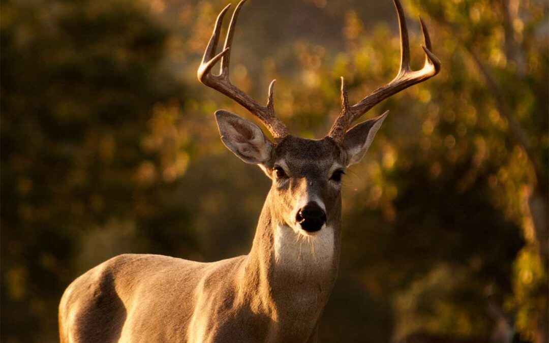 Ensuring a Humane Deer Kill Every Time