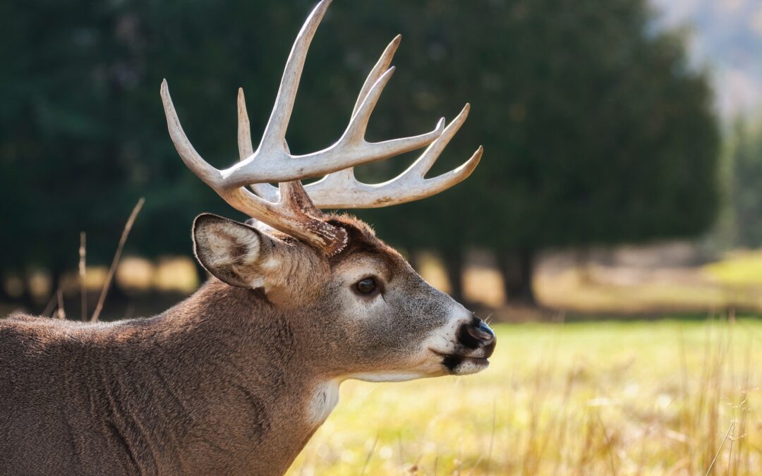Improve Your Deer Hunting in a Time of Pandemic