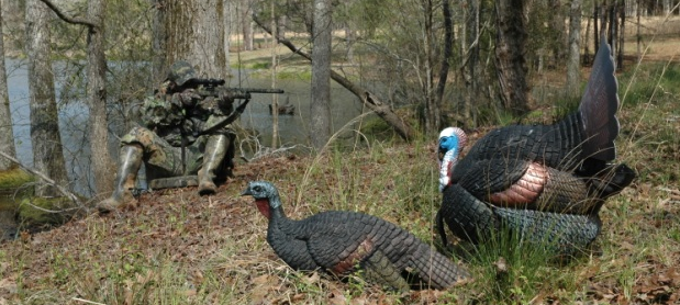 Turkey Hunting with Decoys