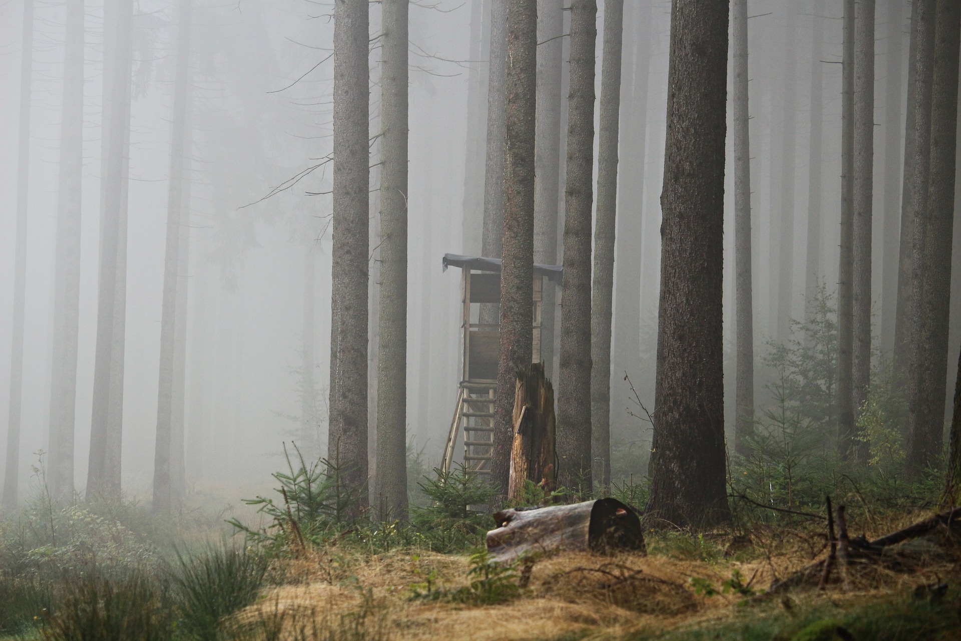 Which is the best tree stand for deer hunters oak creek whitetail ranch