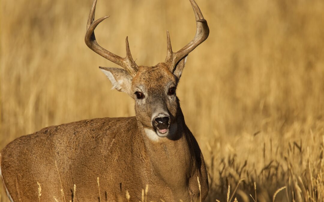 So What’s the Story on Non-typical Whitetails?
