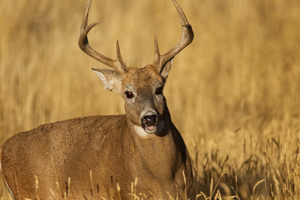 So What’s the Story on Non-typical Whitetails? - Oak Creek Whitetail Ranch