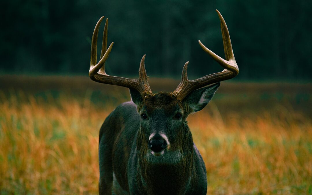 How to Create the Ultimate Deer Scouting Plan