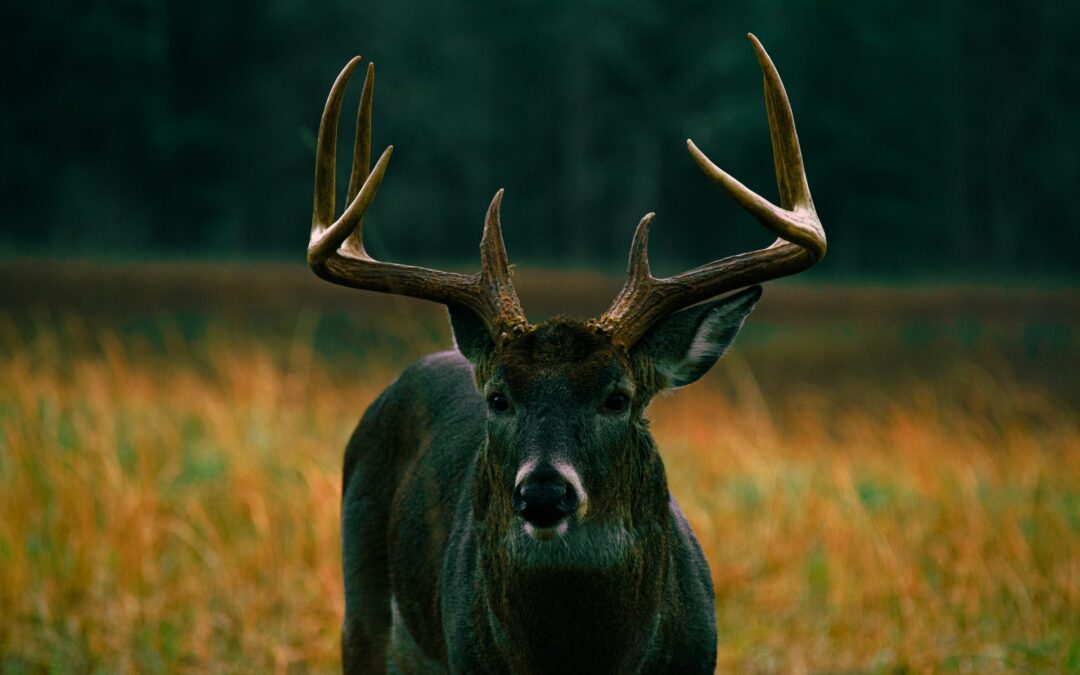 How-to-Create-Ultimate-Deer-Scouting-Plan-Tracking-Whitetail-Deer - Oak