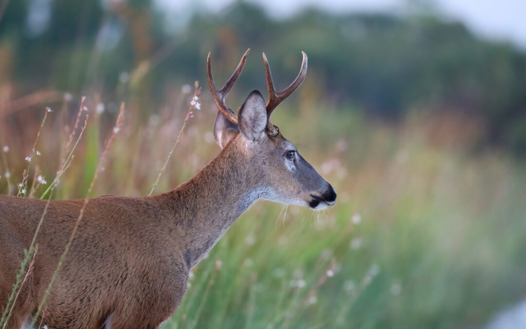 Little Known Facts About Whitetail Deer