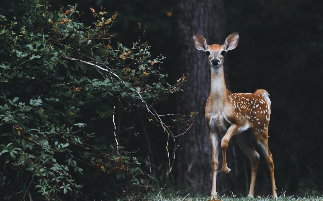 Seven Whitetail Deer Myths