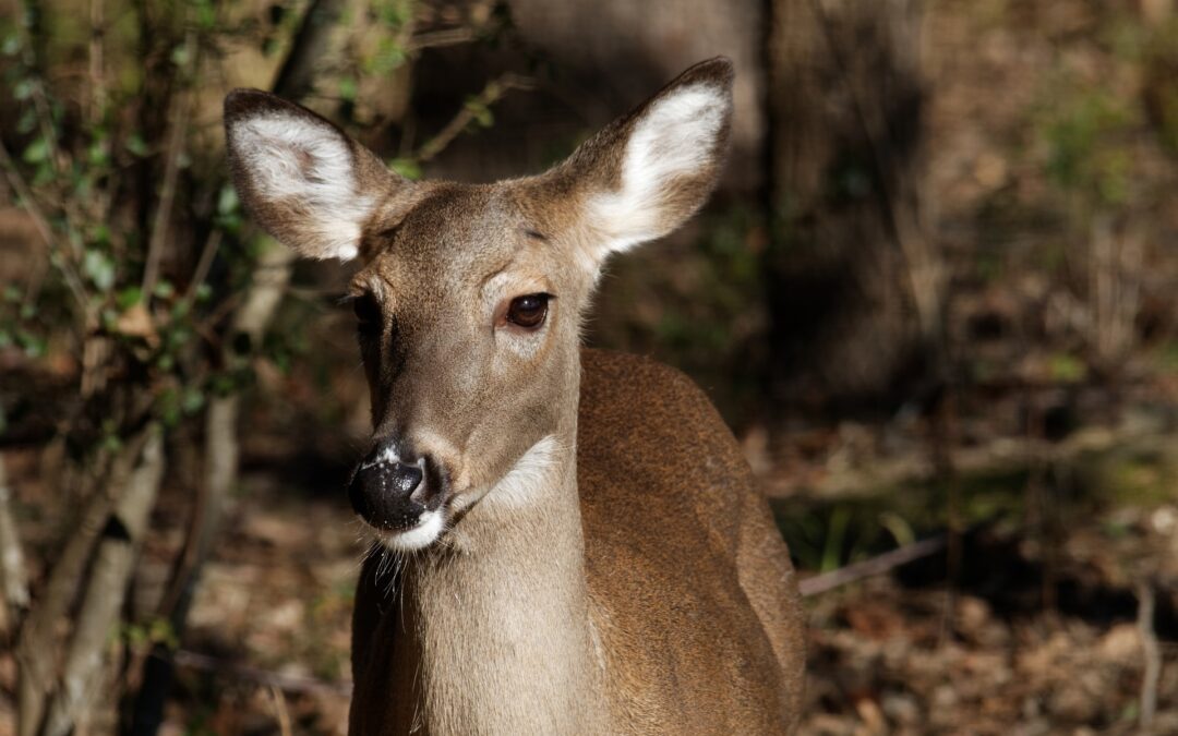 Reproductive Seasonality in Whitetail Deer