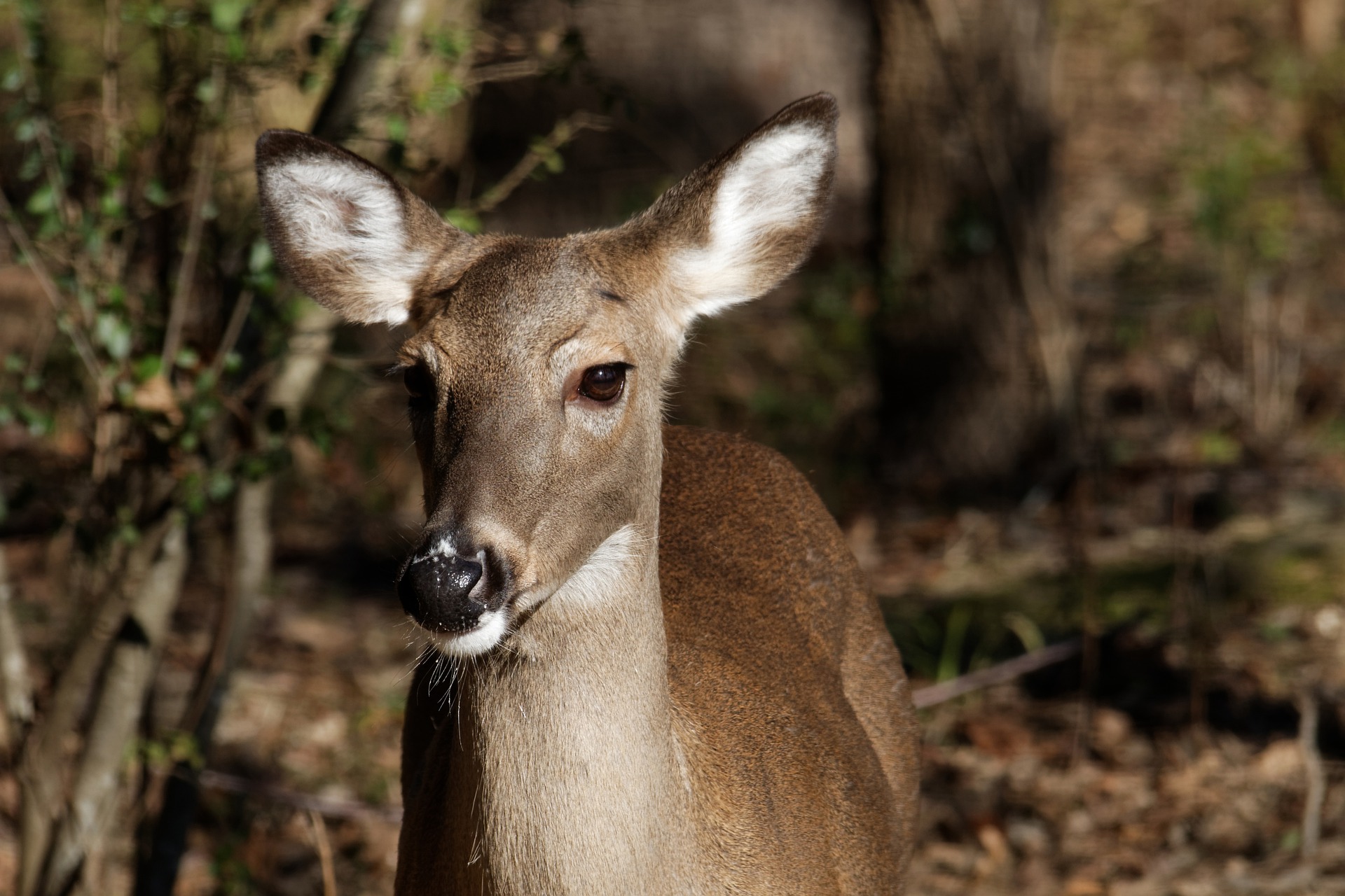 Reproductive Seasonality in Whitetail Deer - Oak Creek Whitetail Ranch
