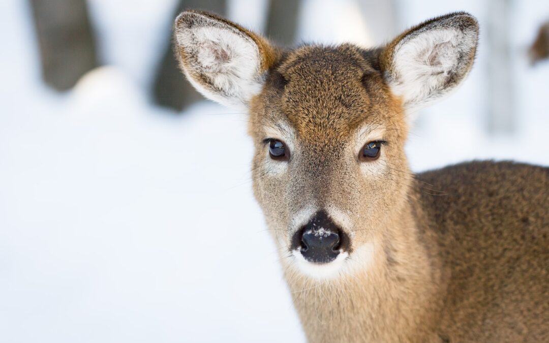 How Fresh Snow Helps Whitetail Deer Hunters