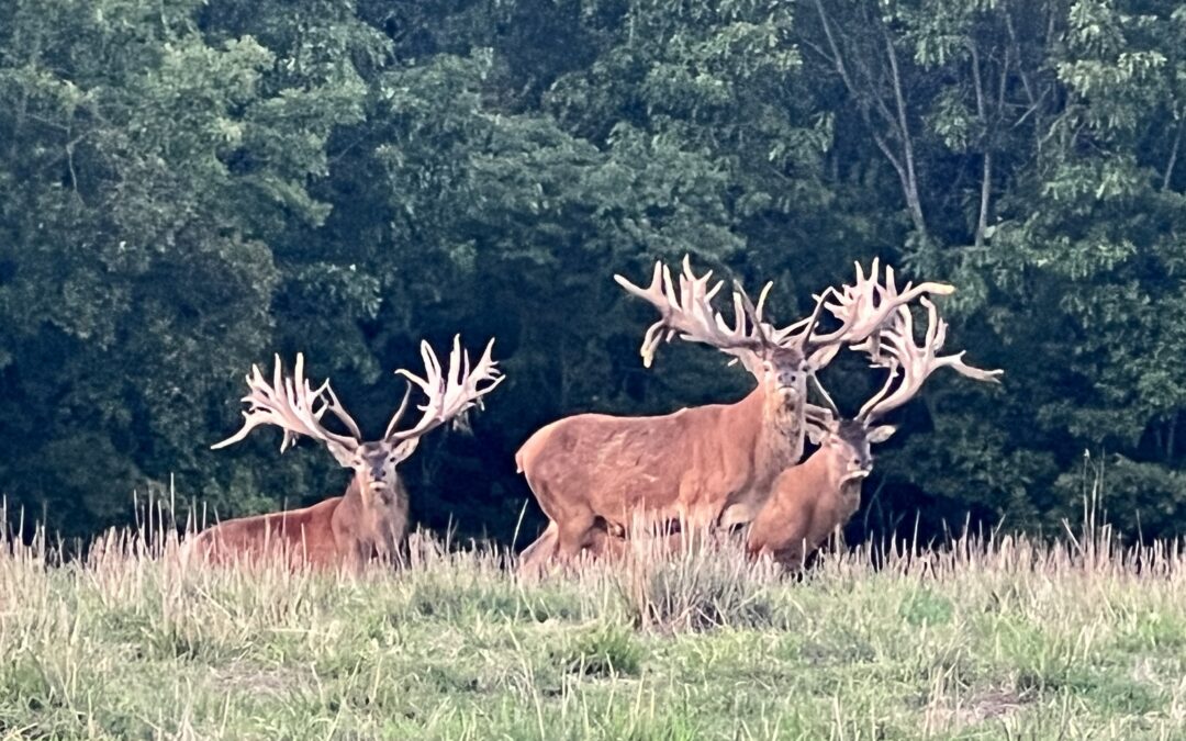 Red Stag at Oak Creek