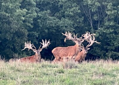 Red Stag at Oak Creek