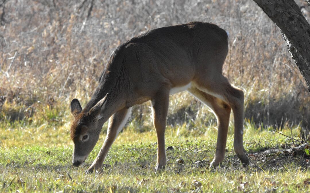 Planting a Food Plot for Whitetail Deer