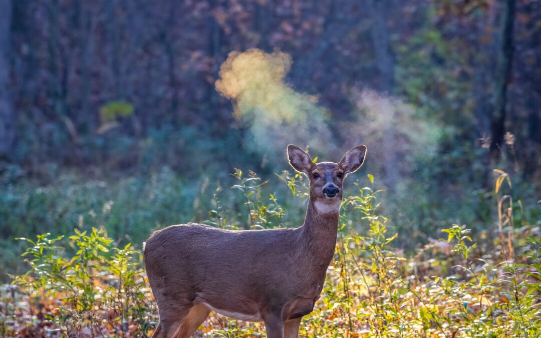 The Importance of Year-Round Scouting for Whitetail Deer Hunting