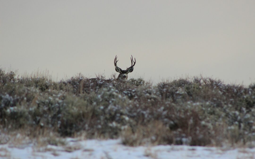 Firearms and Ammunition for Successful Whitetail Deer Hunting