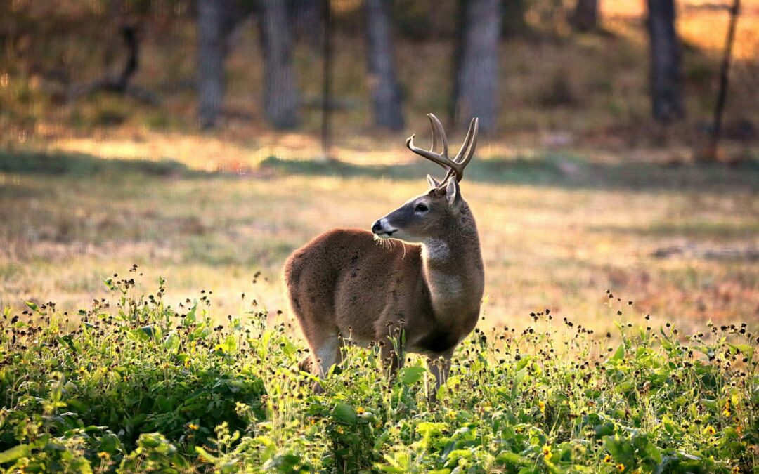 Mastering Scent Control: A Comprehensive Guide to Hunting Whitetail Deer