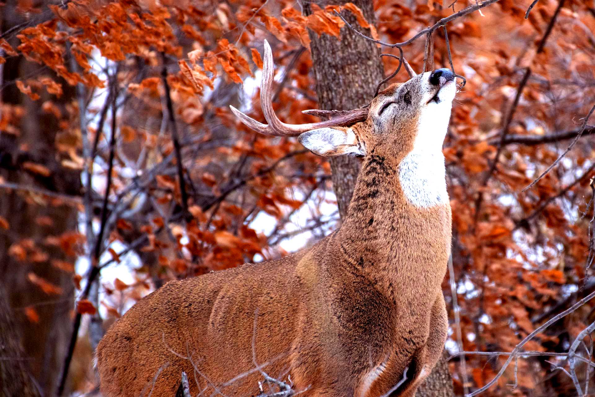 How Oak Creek Whitetail Ranch Manages Record-Breaking Deer Genetics